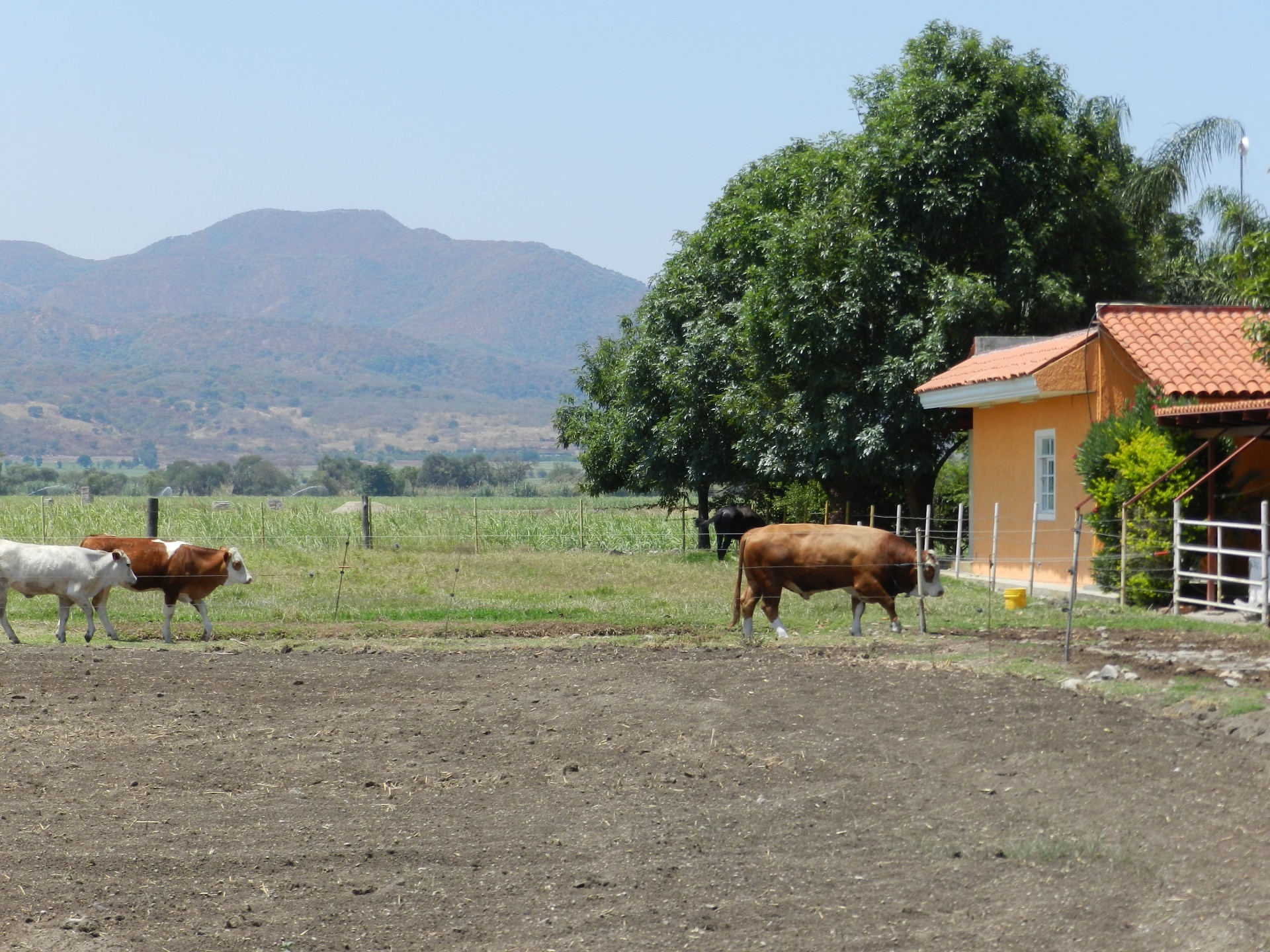 Potrero con ganado y vista a la sierra