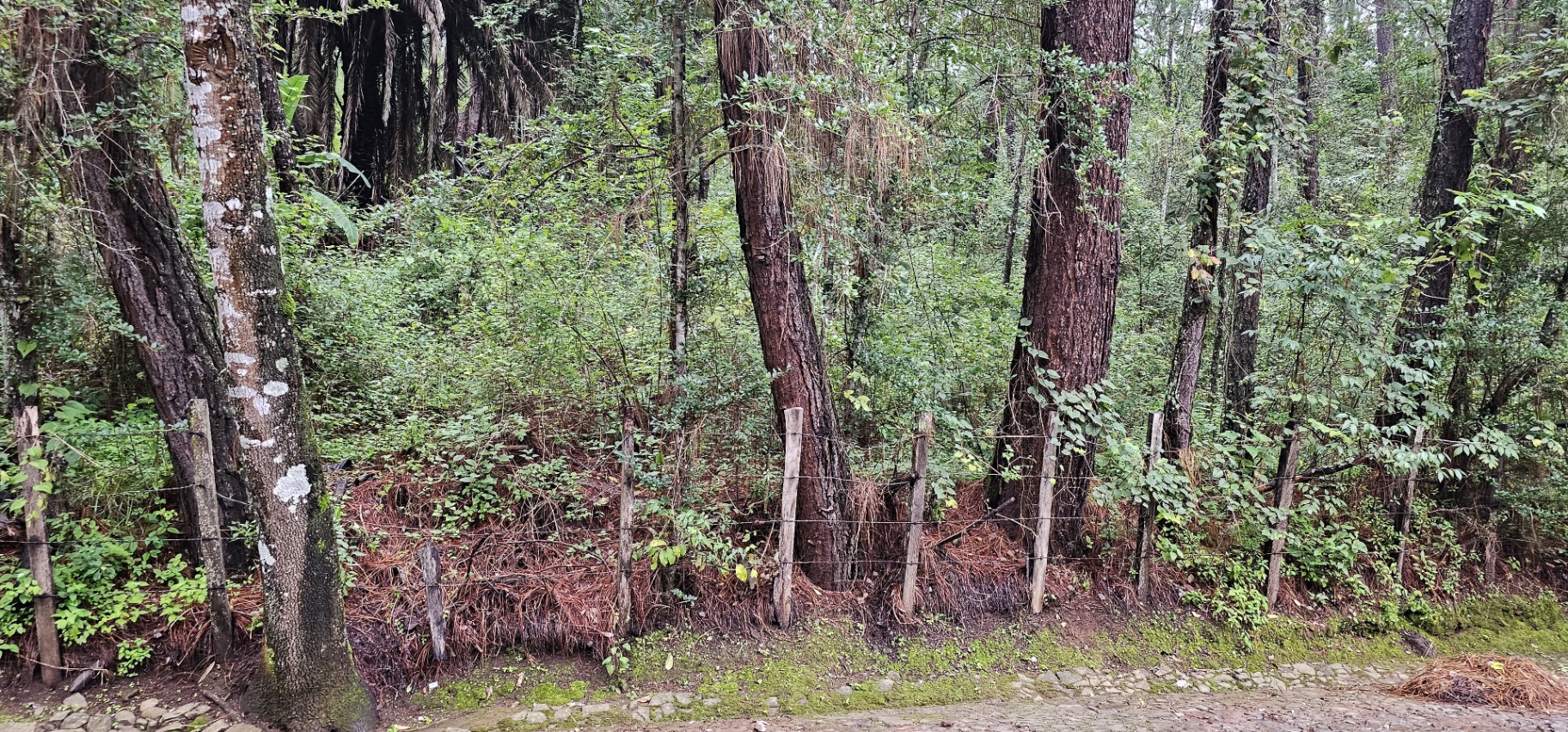 Vegetación de pinos dentro del terreno