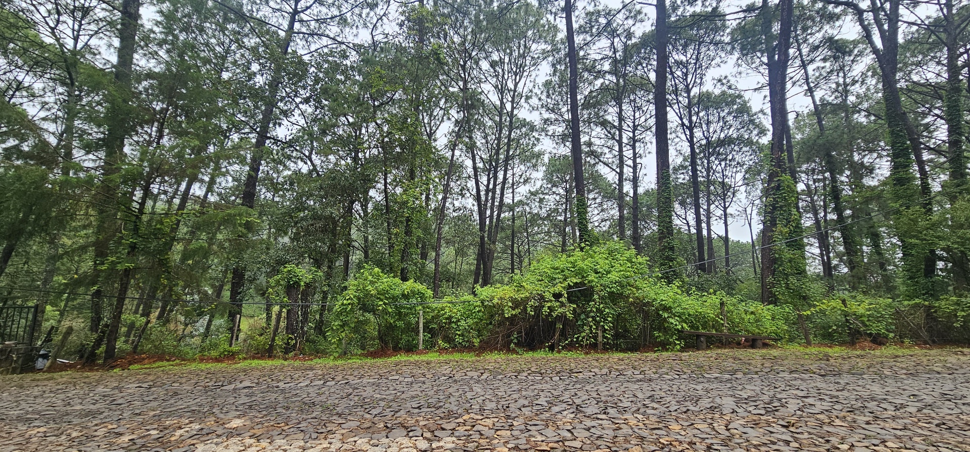 Bosque de pinos al fondo del terreno