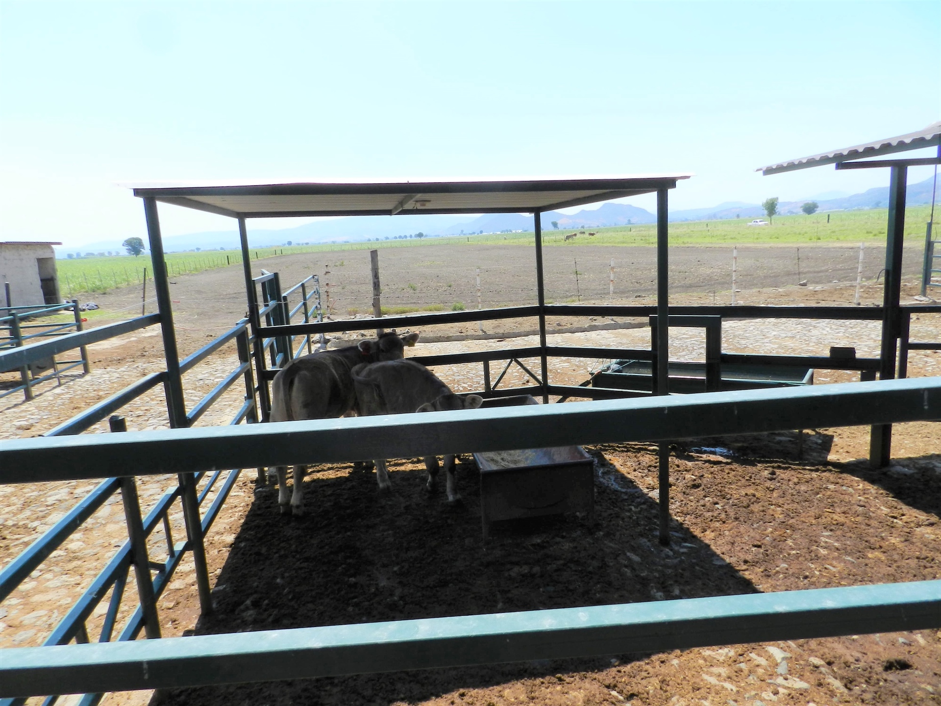 Corral metálico con ganado